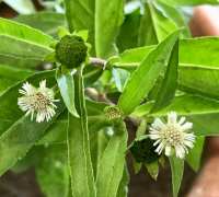 Bhringraj (Eclipta Alba)